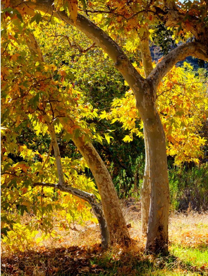 California Sycamore, tree