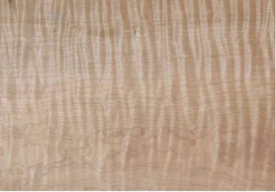 Bigleaf Maple