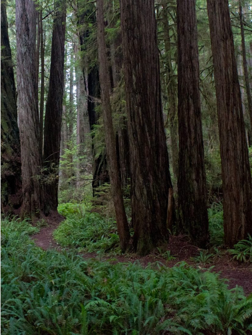 Coast Redwood, tree