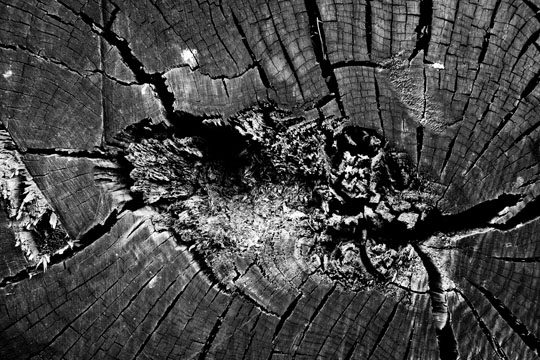 End grain, Plate 4